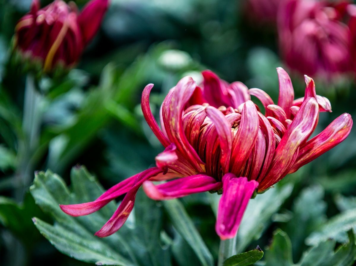 金秋十月菊花香--西清公园