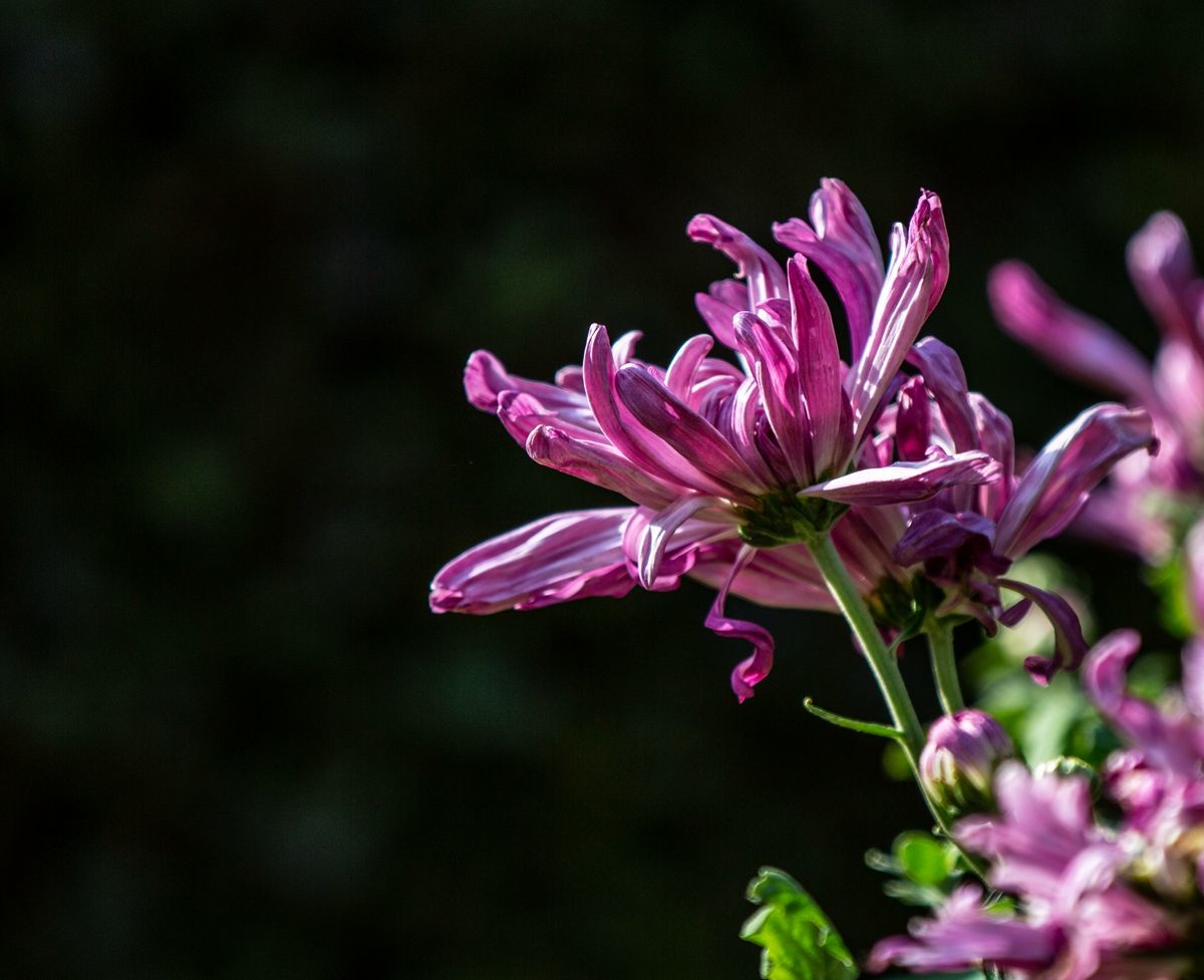 金秋十月菊花香--西清公园