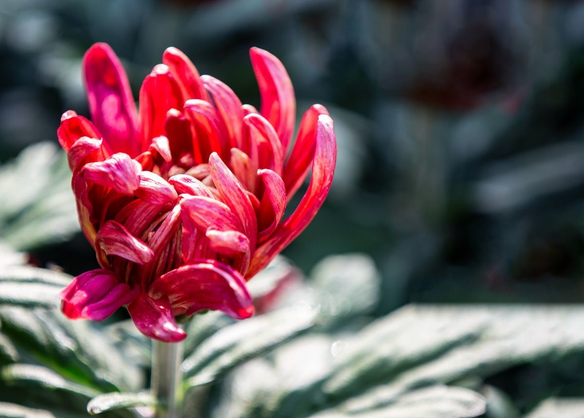 金秋十月菊花香--西清公园