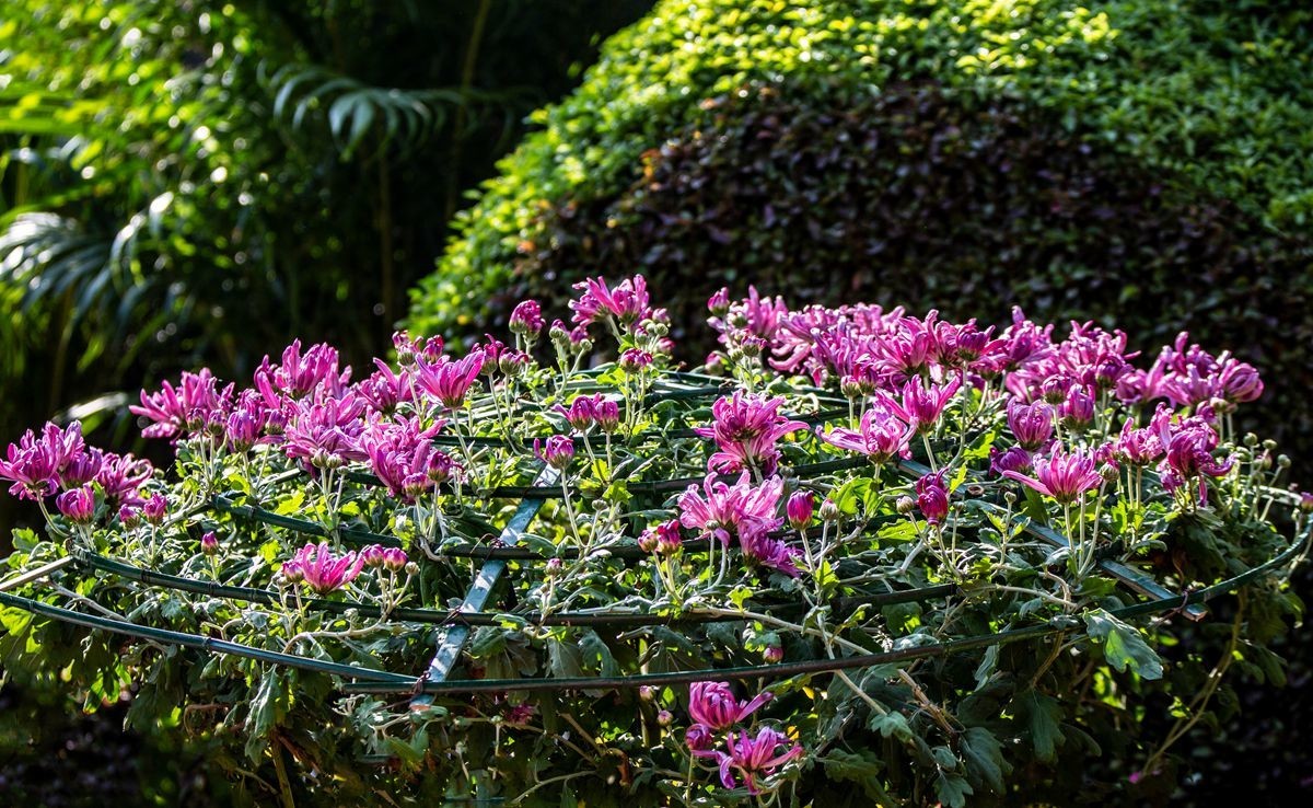 金秋十月菊花香--西清公园