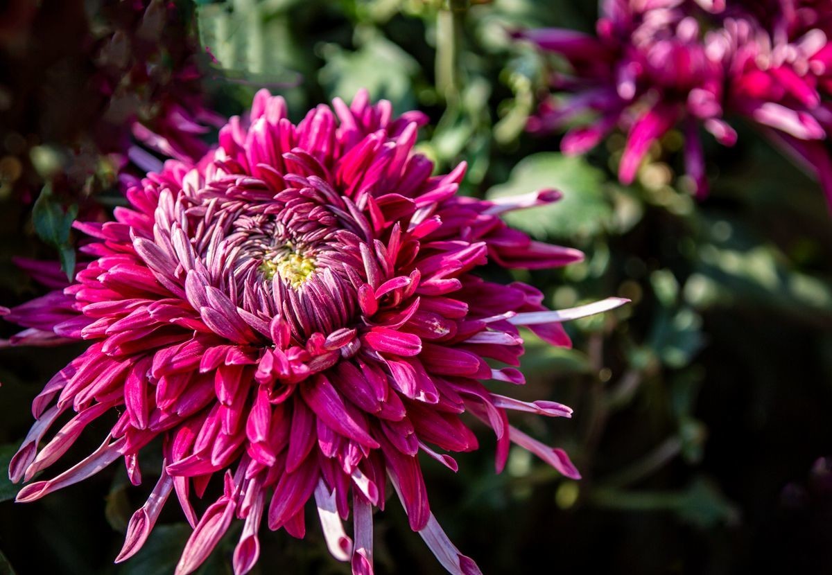 金秋十月菊花香--西清公园