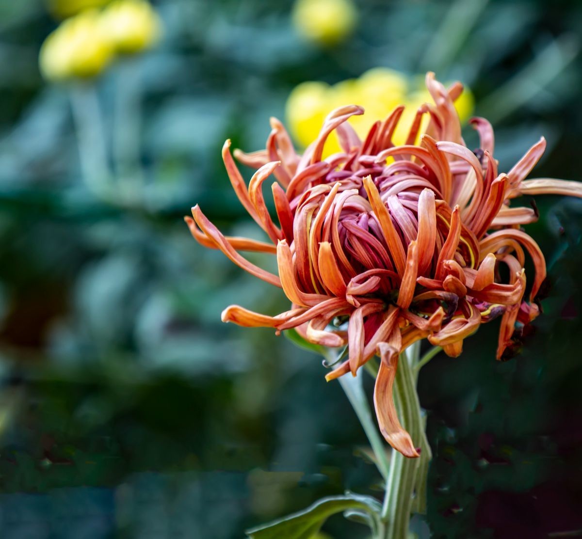 金秋十月菊花香--西清公园