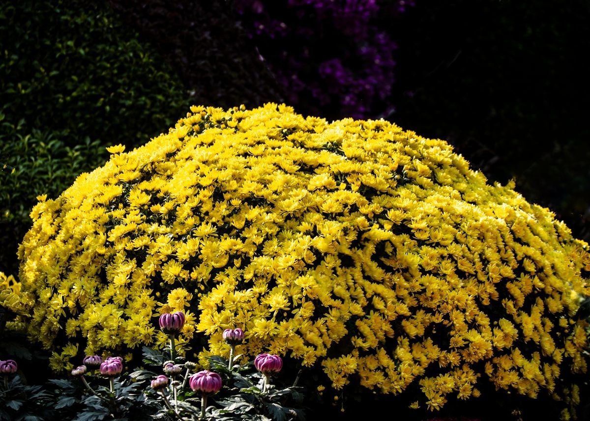 金秋十月菊花香--西清公园