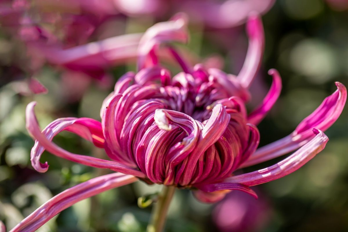 金秋十月菊花香--西清公园