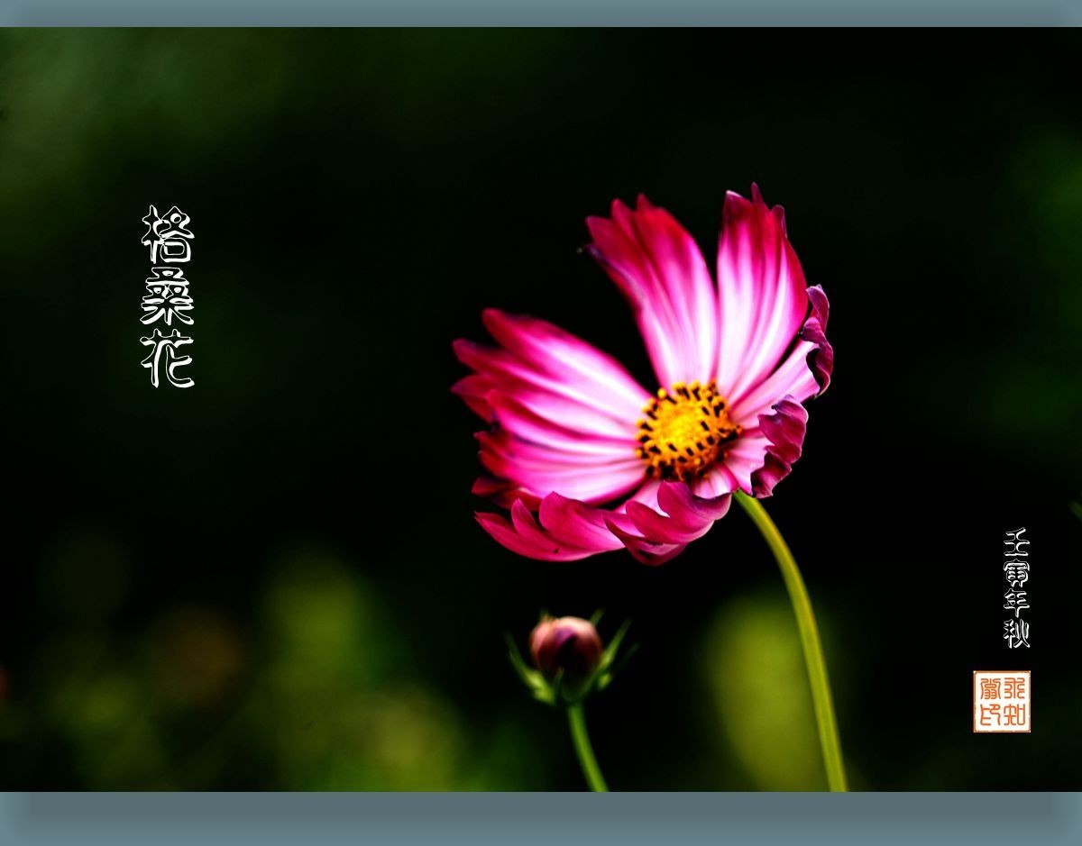 秋日格桑花向国庆献礼