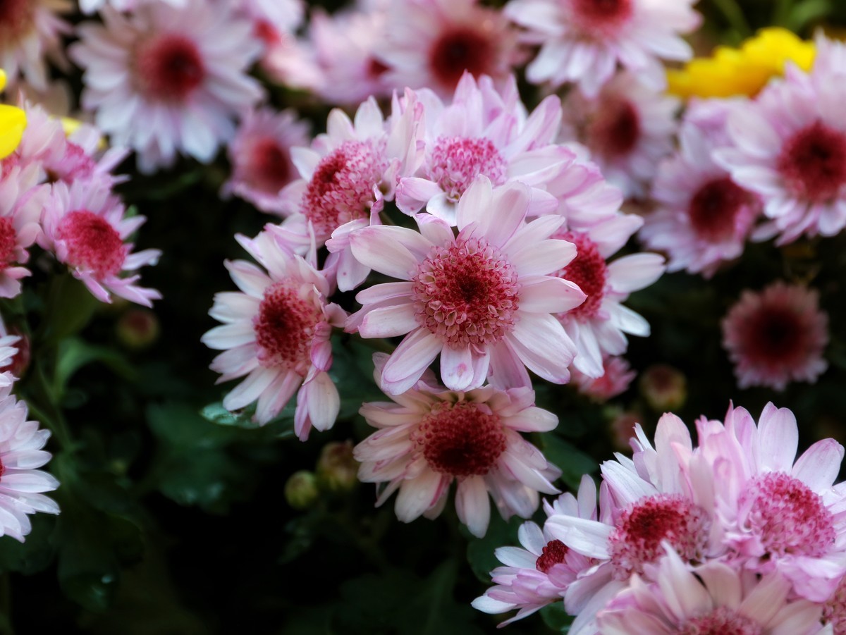 #留住美丽秋天#  秋日私语