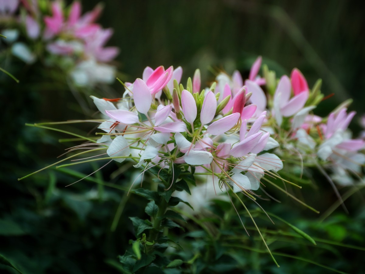 #留住美丽秋天#  秋日私语