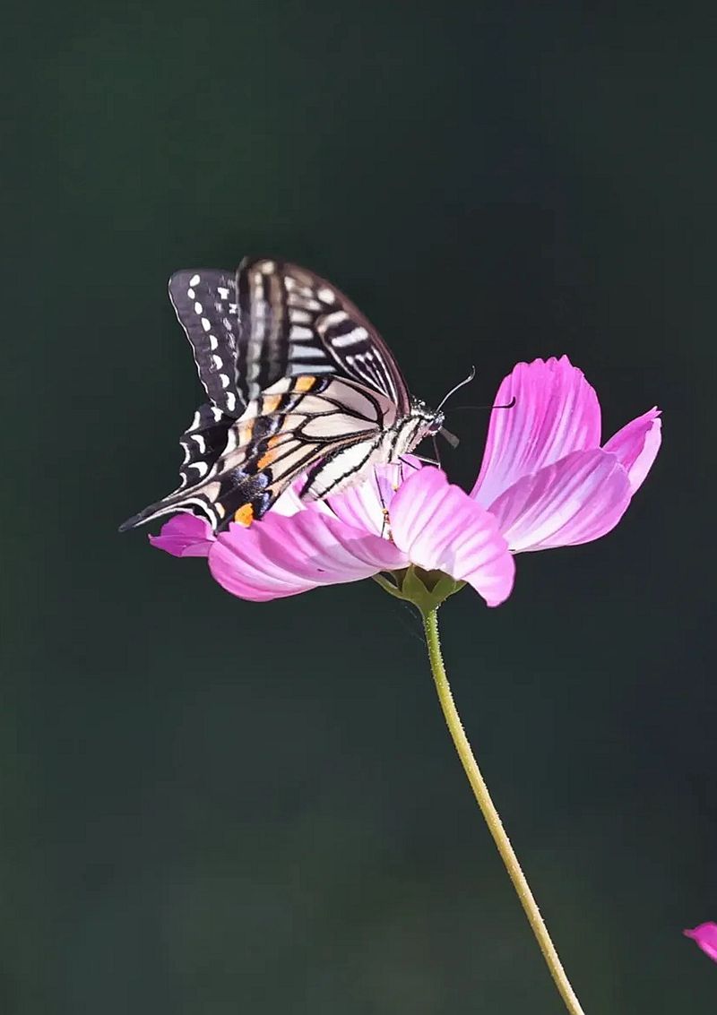 蝶恋花