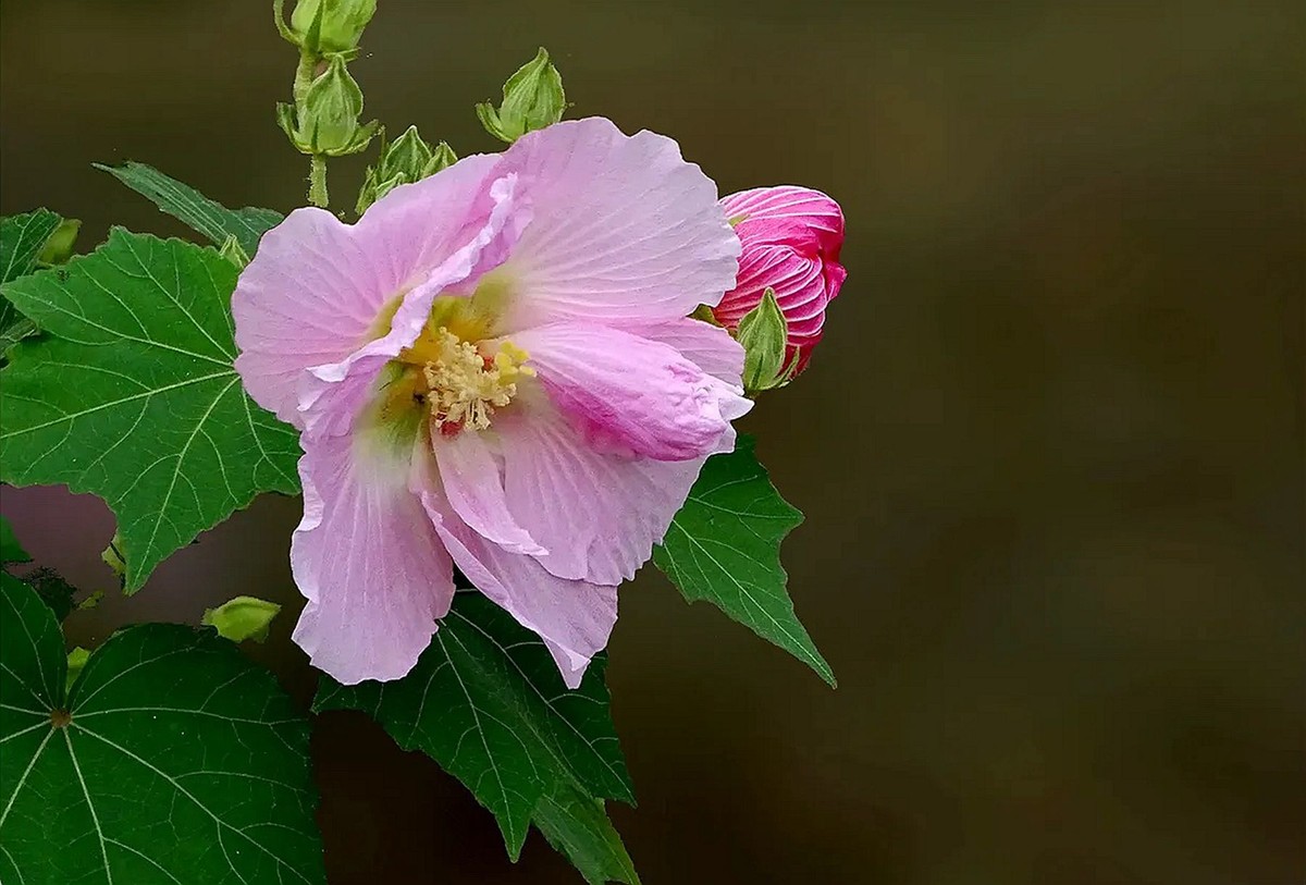 小区呈的木芙蓉4