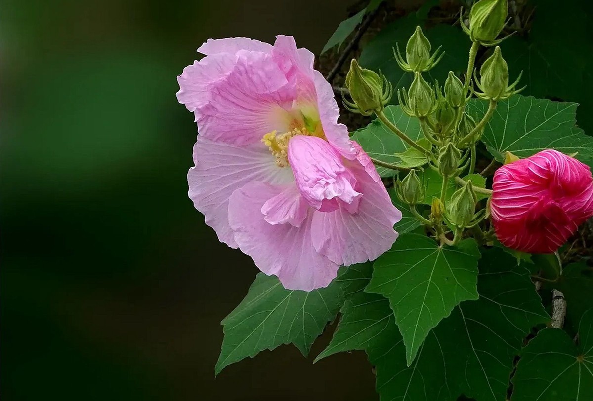 小区呈的木芙蓉4