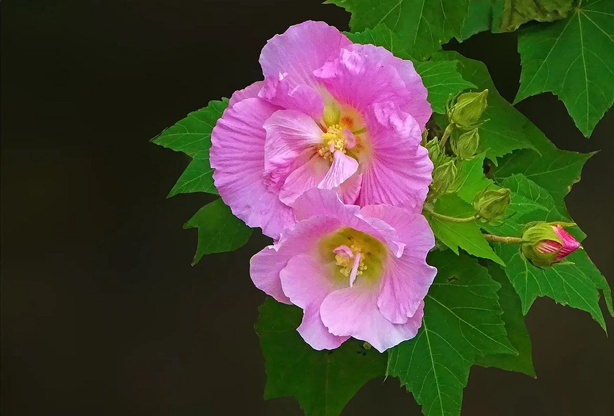 小区呈的木芙蓉--4-中关村在线摄影论坛