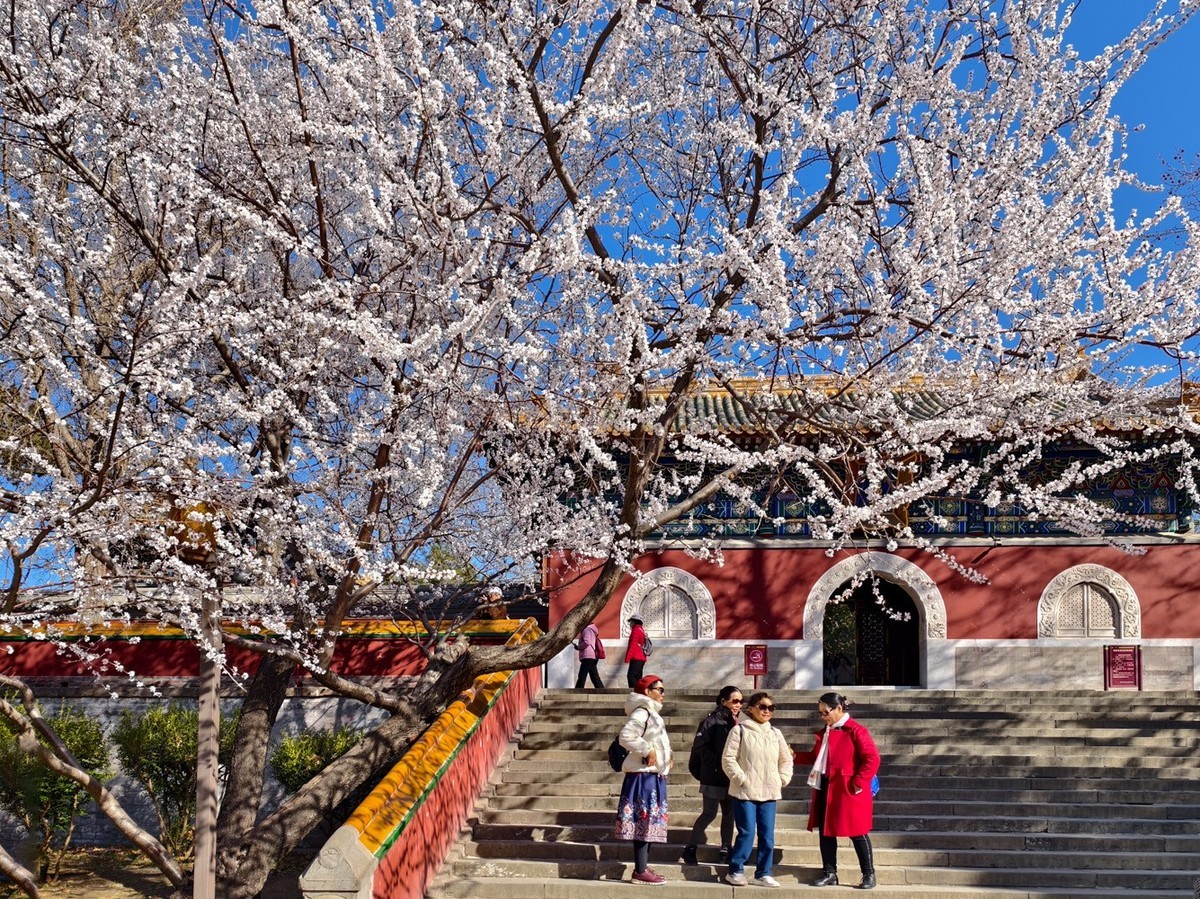 山桃花开（上）