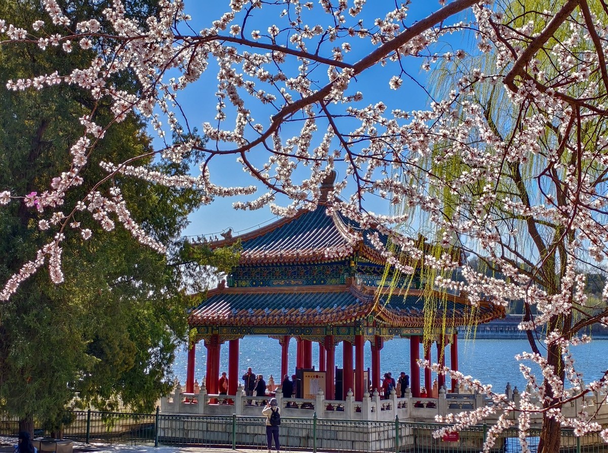 山桃花开（上）