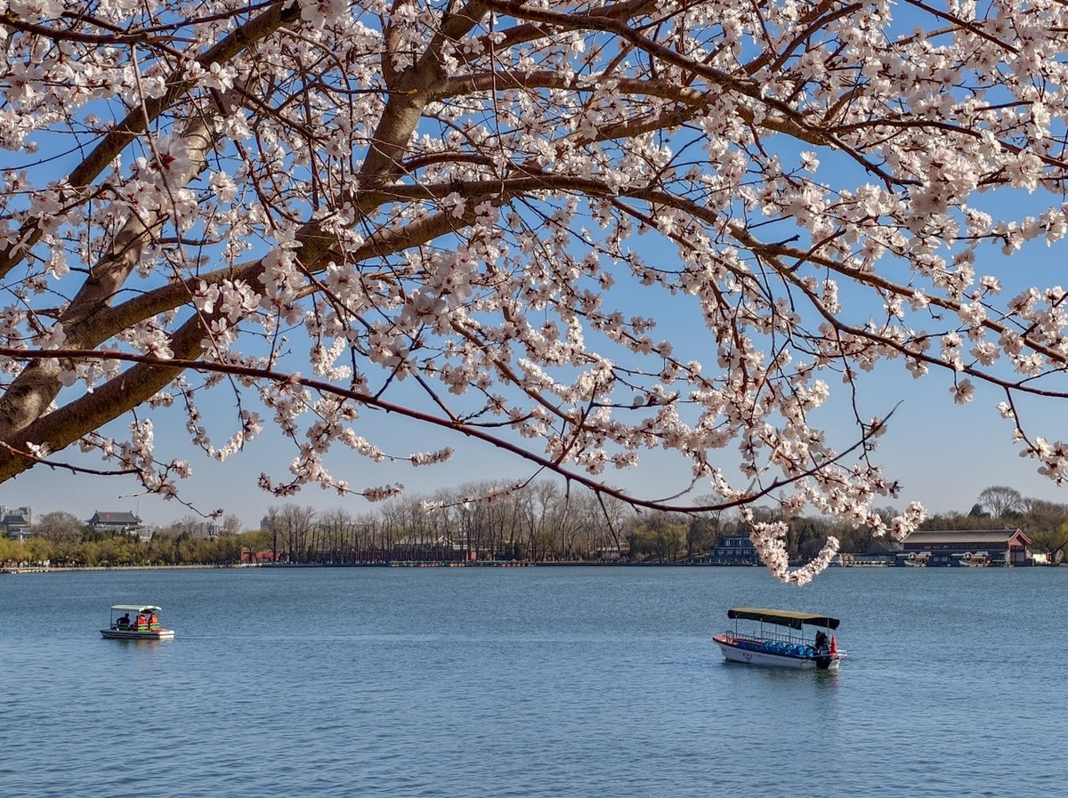 山桃花开（上）