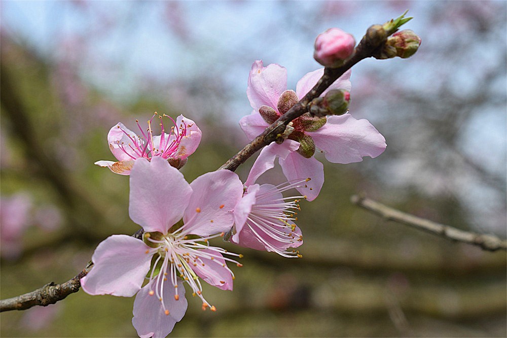 ·春花·++-～