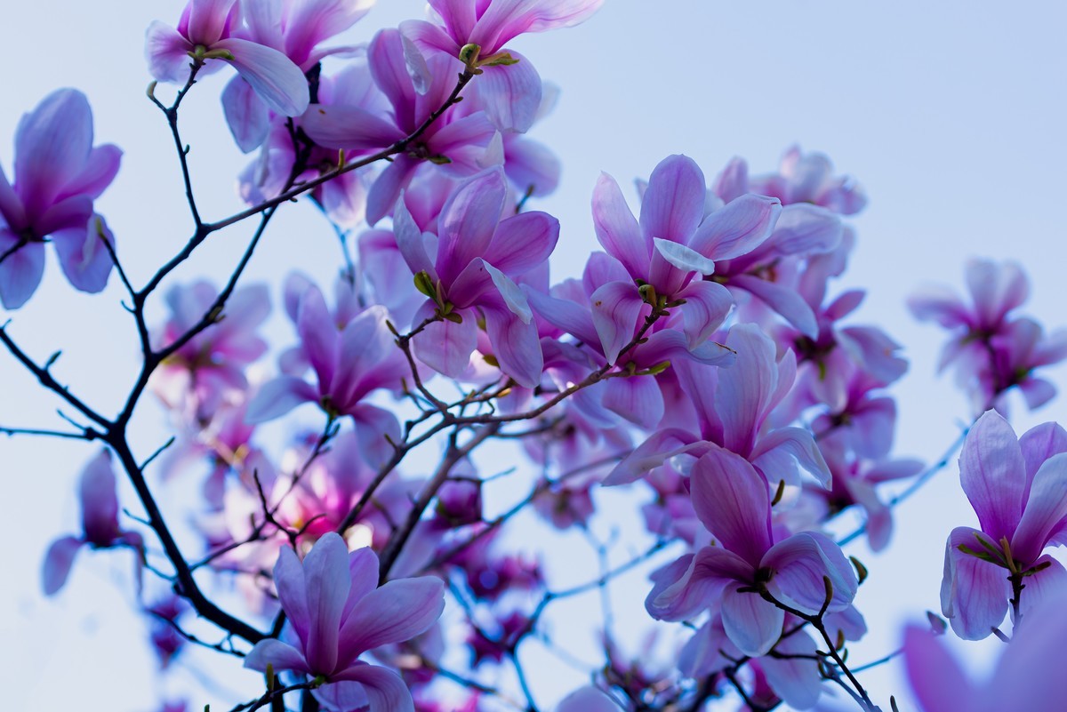 馨香暗影馥春光