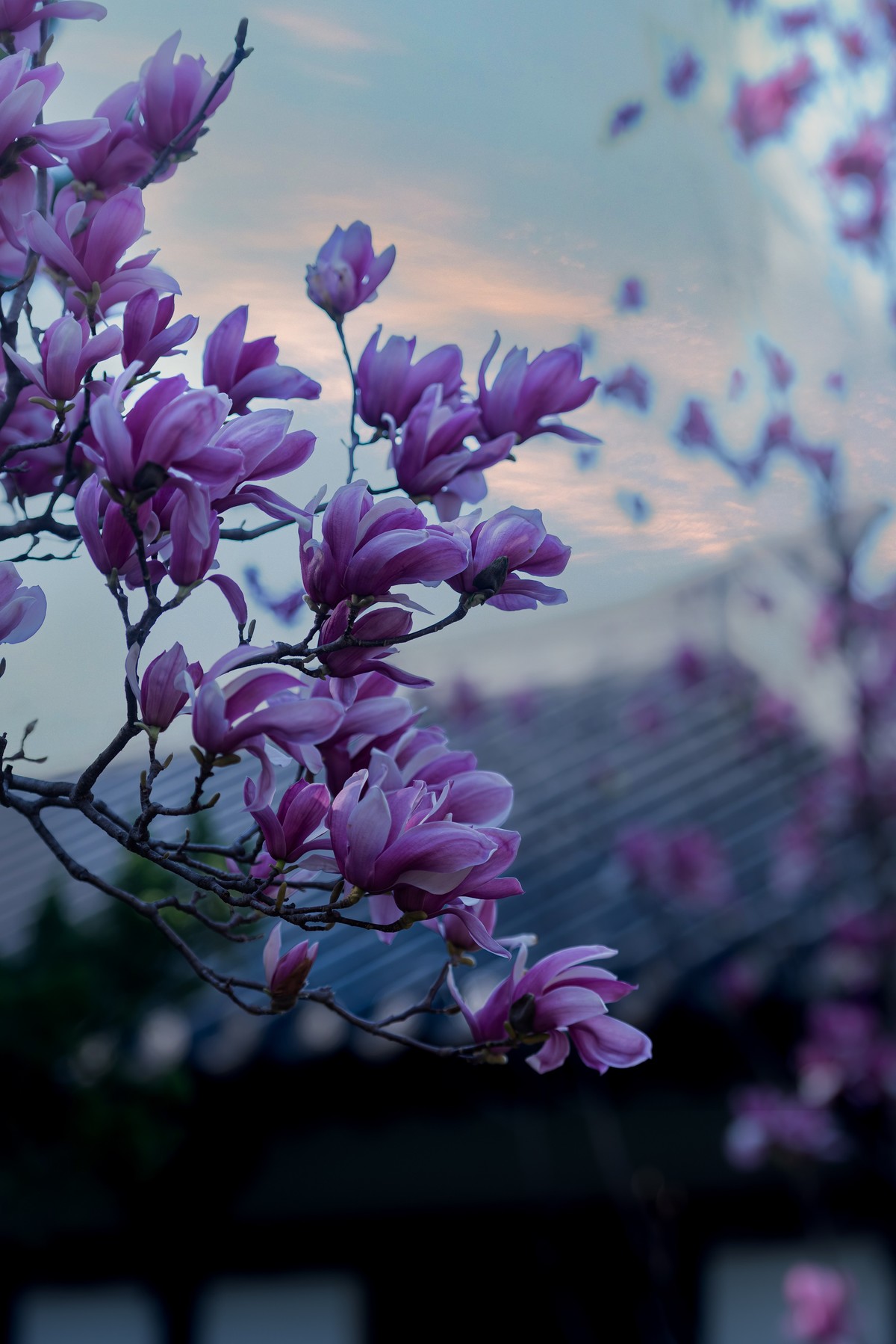 馨香暗影馥春光