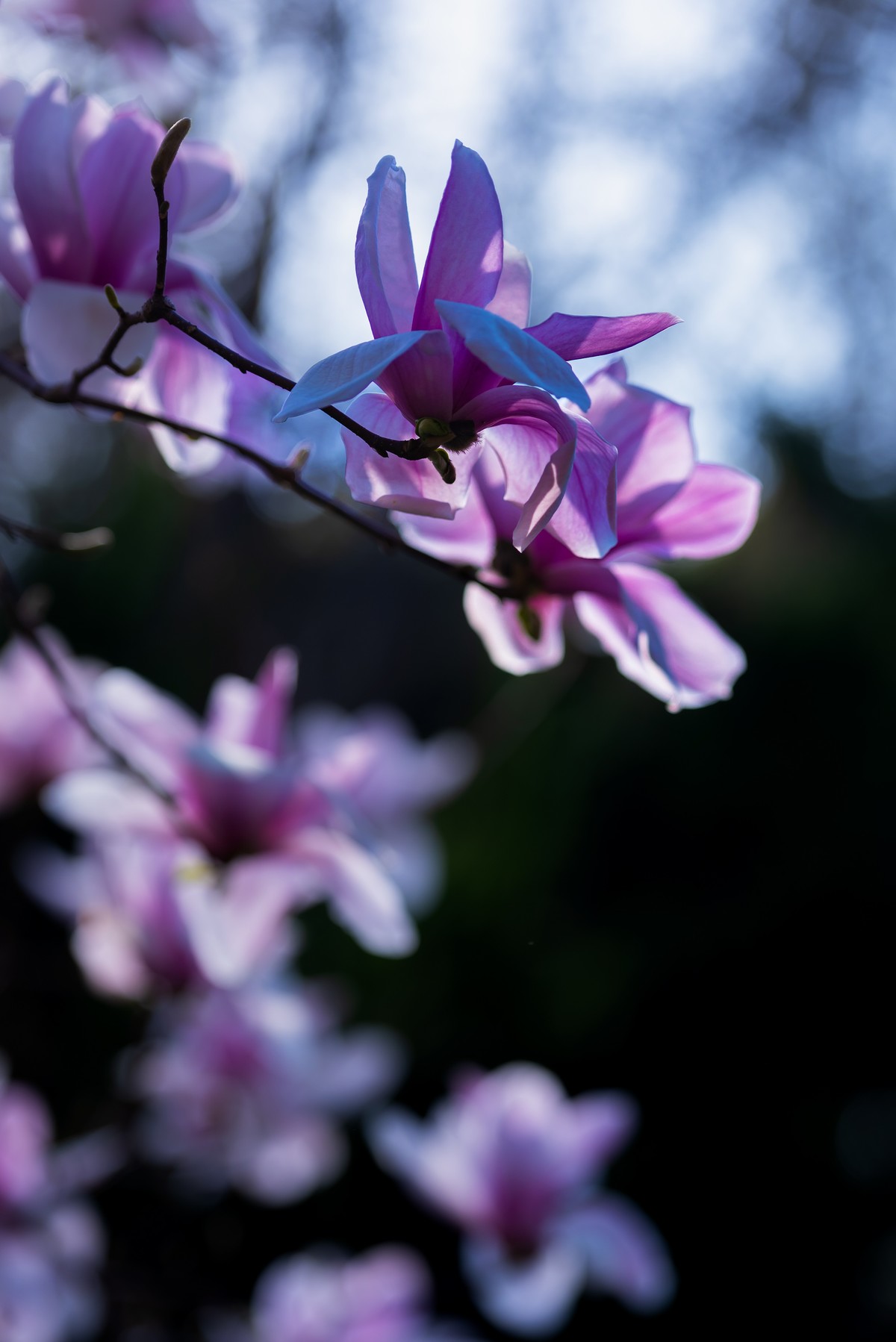 馨香暗影馥春光