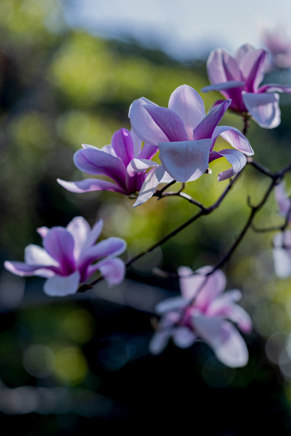 馨香暗影馥春光