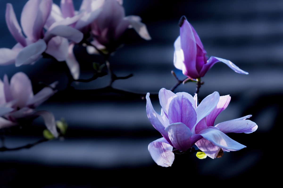 馨香暗影馥春光