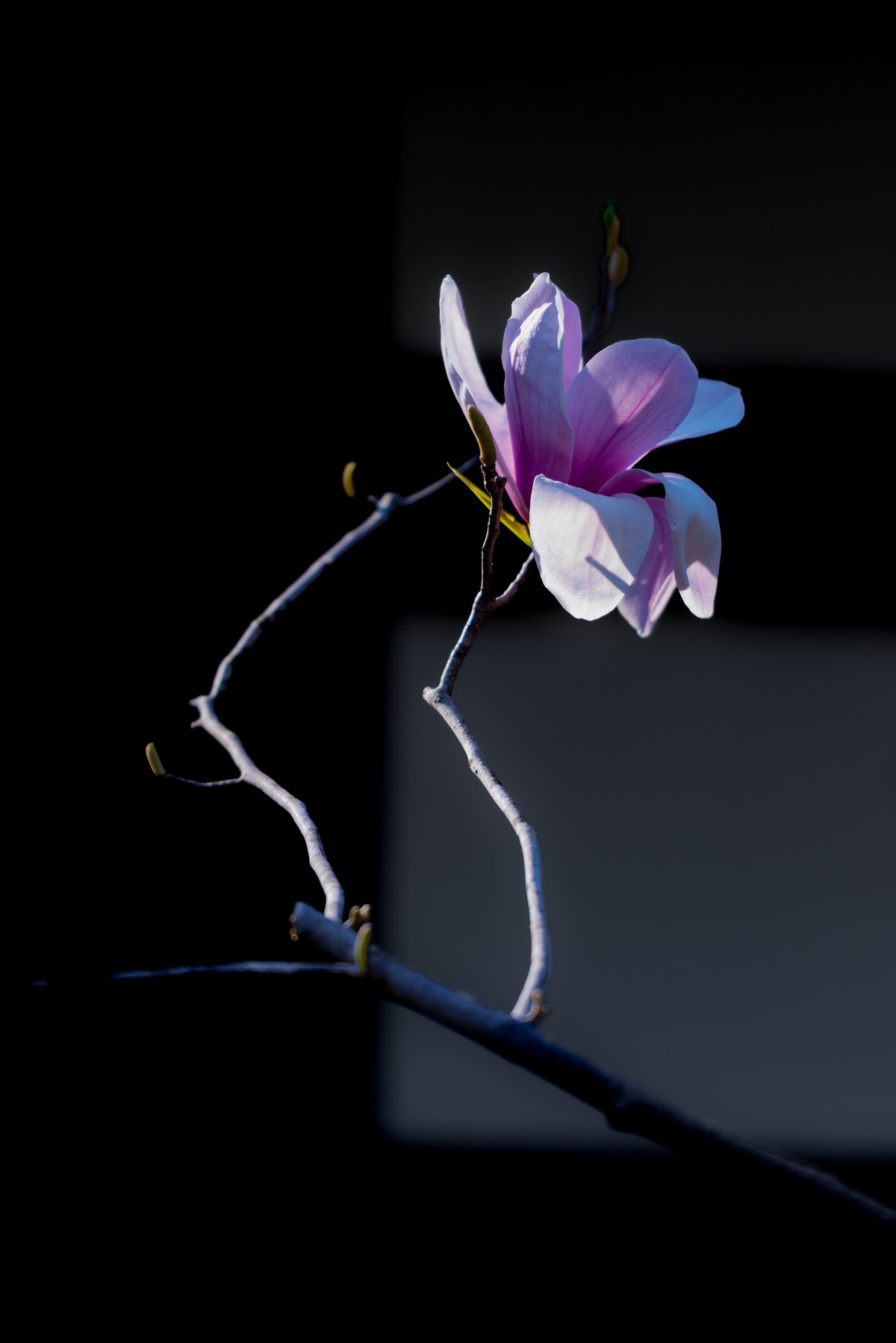 馨香暗影馥春光