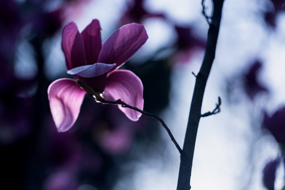 馨香暗影馥春光