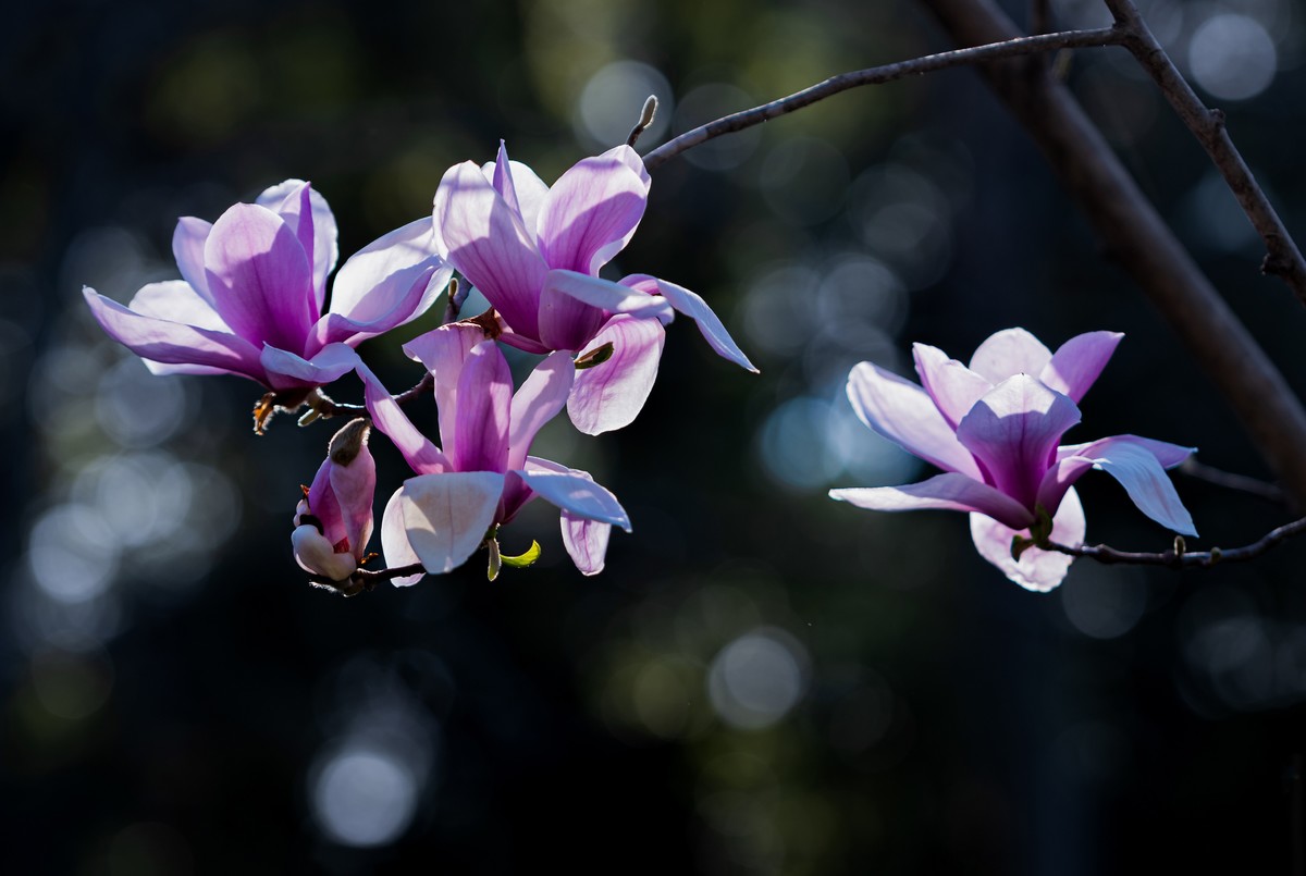 馨香暗影馥春光