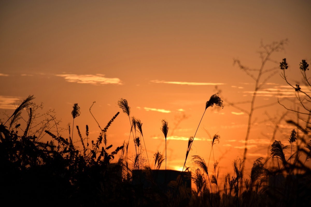 漫步星城 走街串巷（410）木材厂风云