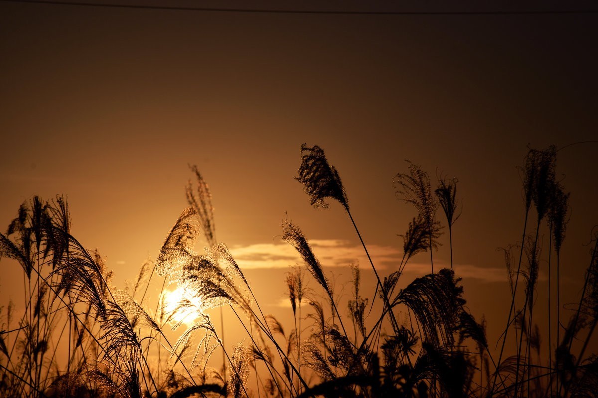 漫步星城 走街串巷（410）木材厂风云