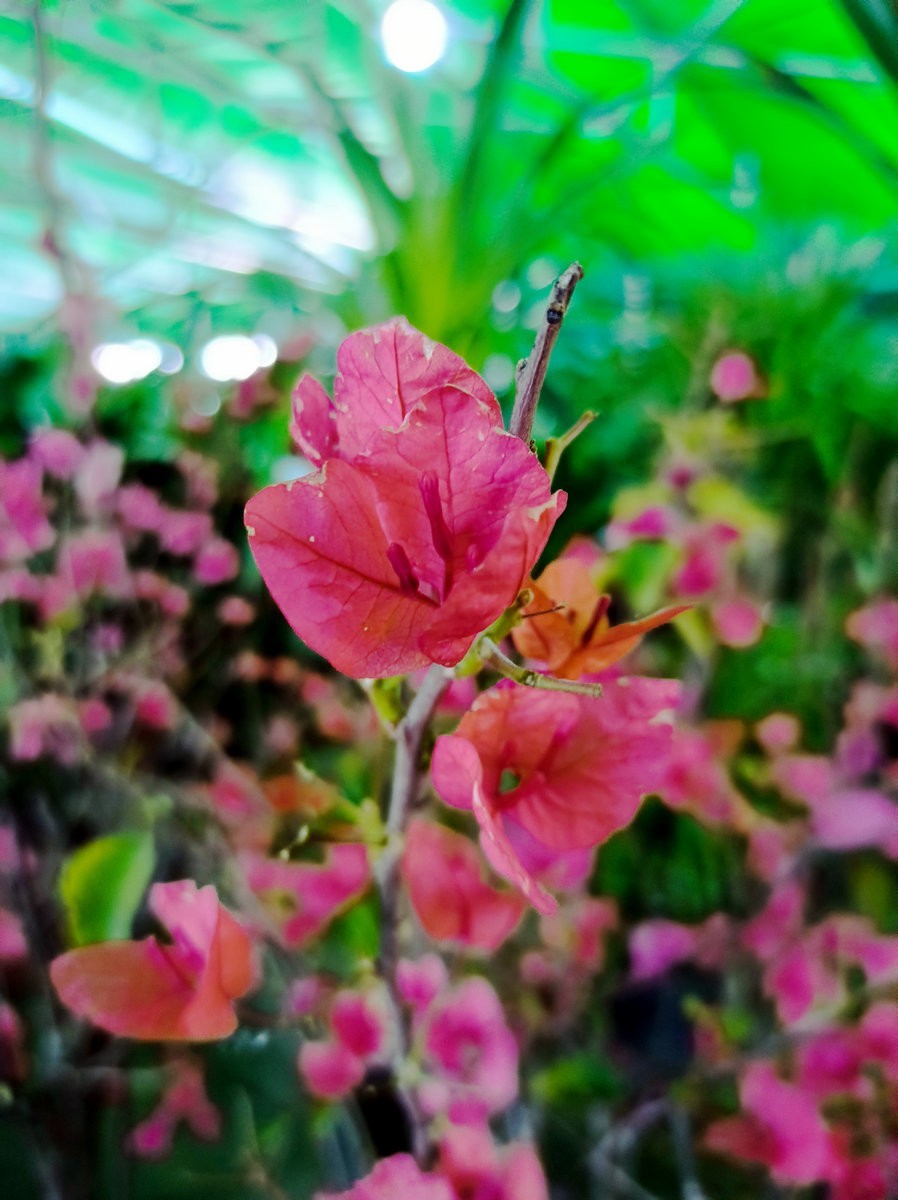 漫步星城 走街串巷（458）平凡的世界