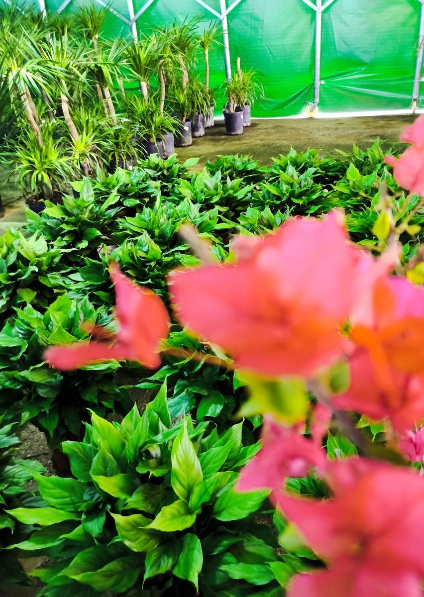 漫步星城 走街串巷（458）平凡的世界