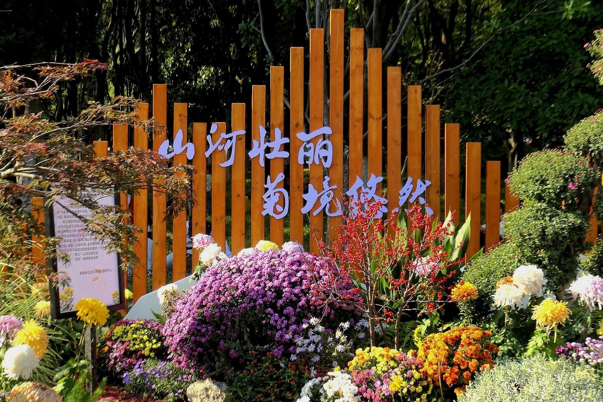 武汉江滩菊花展三