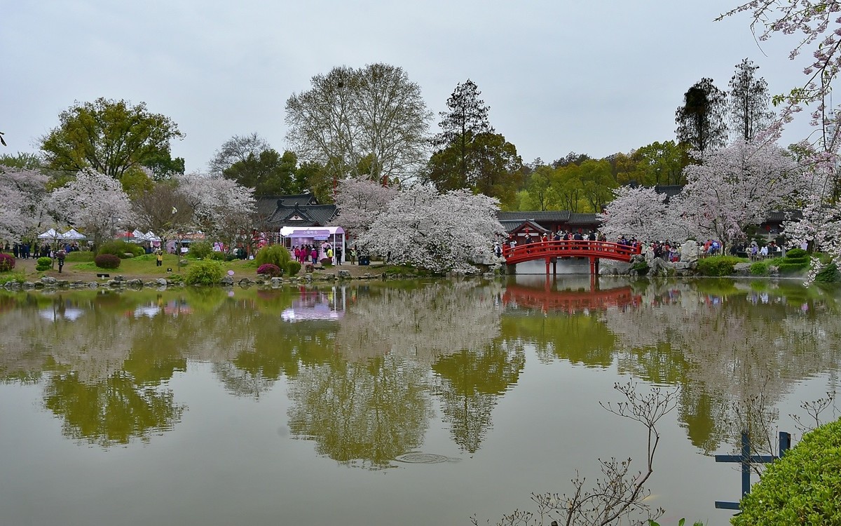 这年樱花最美---樱园蹭拍