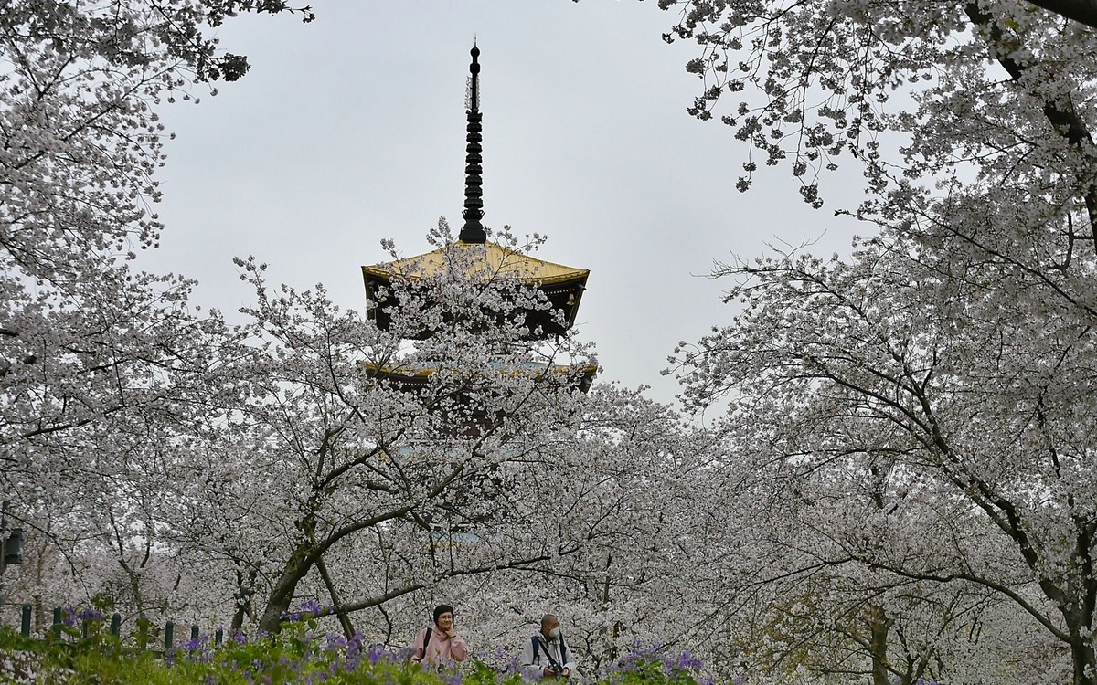 这年樱花最美---樱园蹭拍