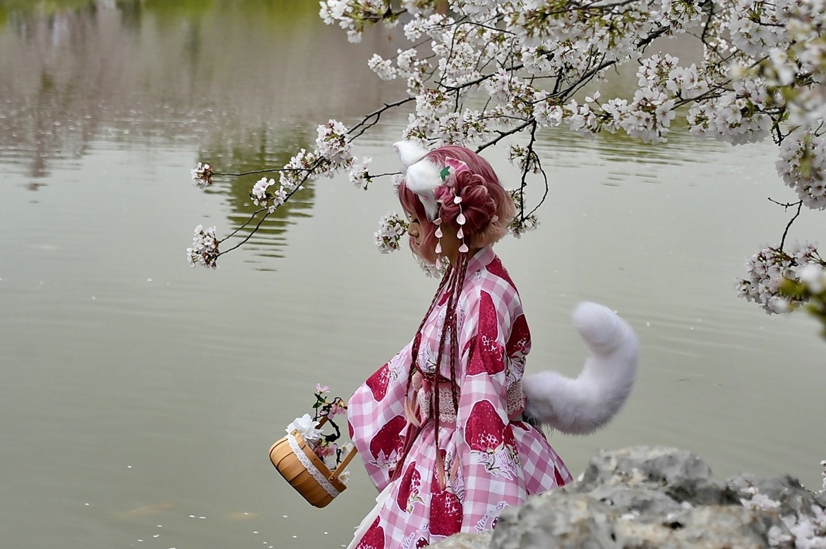 这年樱花最美---樱园蹭拍