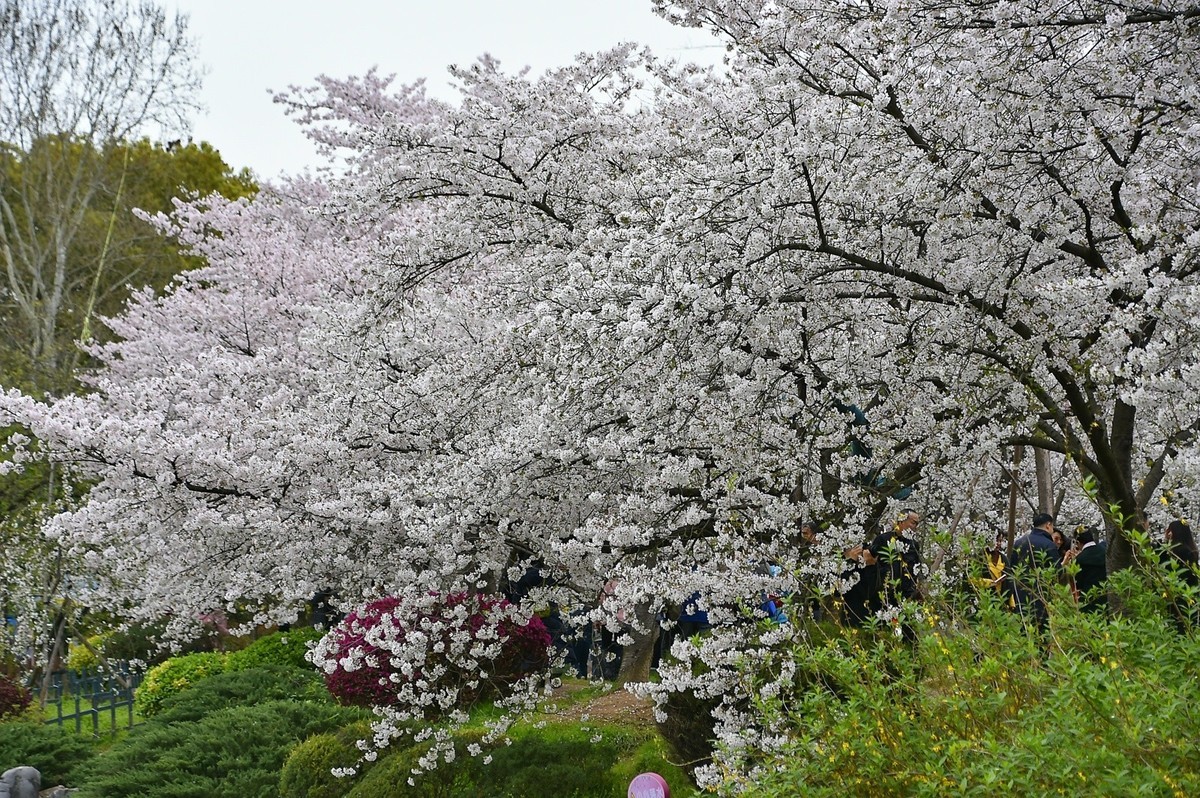 这年樱花最美---樱园蹭拍