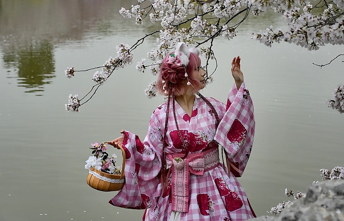 这年樱花最美---樱园蹭拍