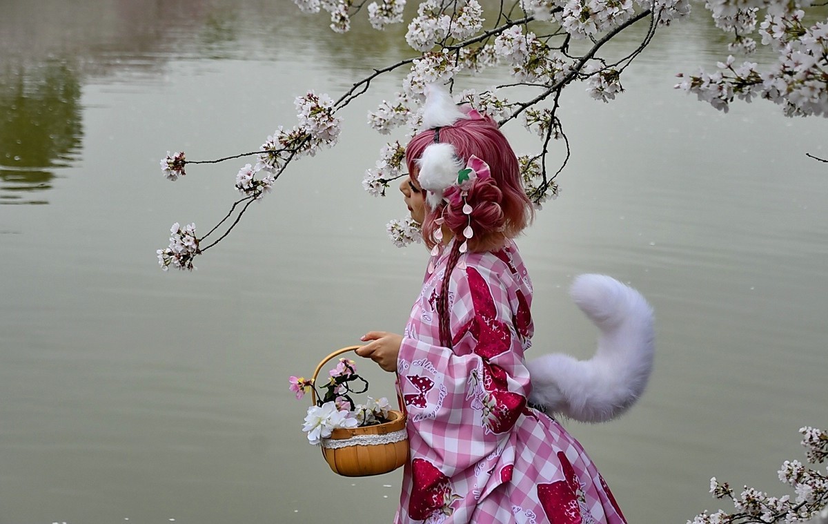 这年樱花最美---樱园蹭拍