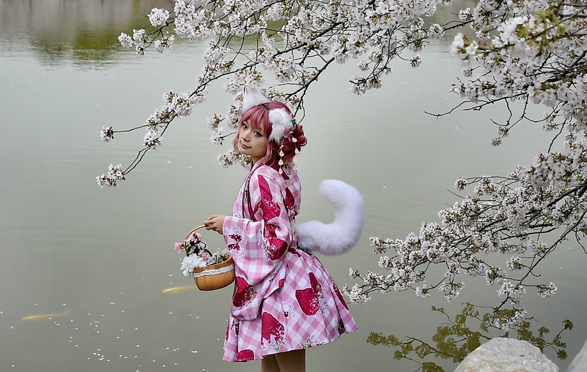 这年樱花最美---樱园蹭拍