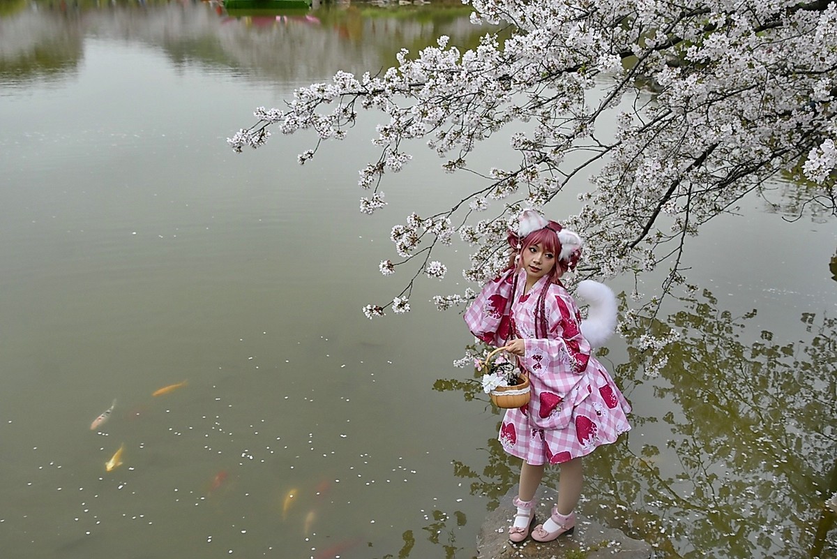 这年樱花最美---樱园蹭拍