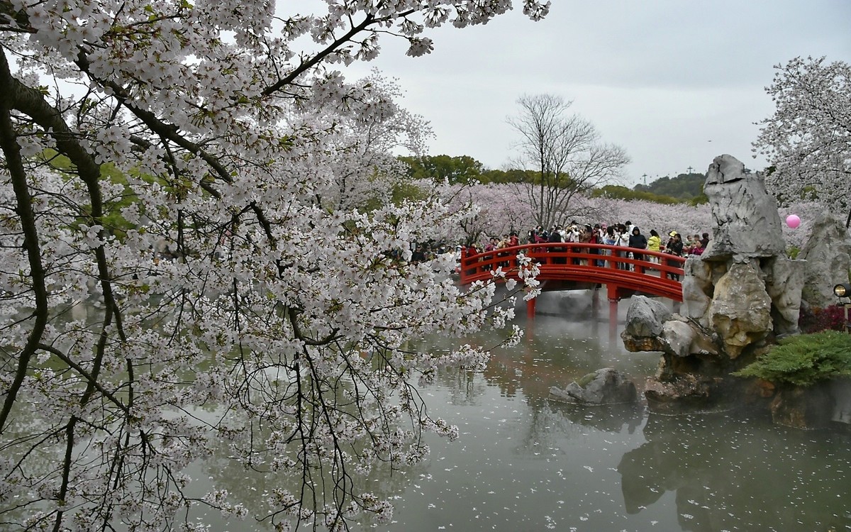 这年樱花最美---樱园蹭拍
