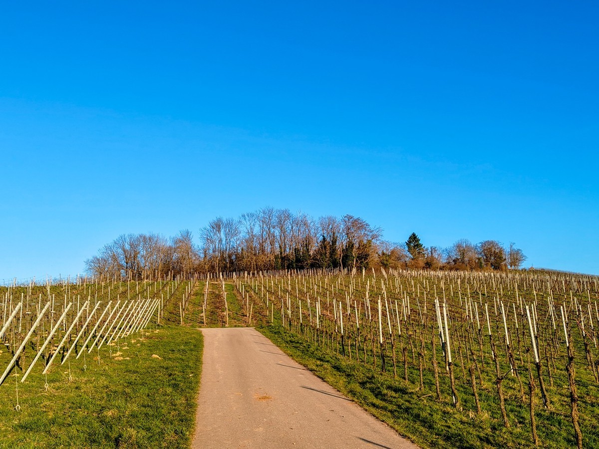 冬末“罗马山”（南德）