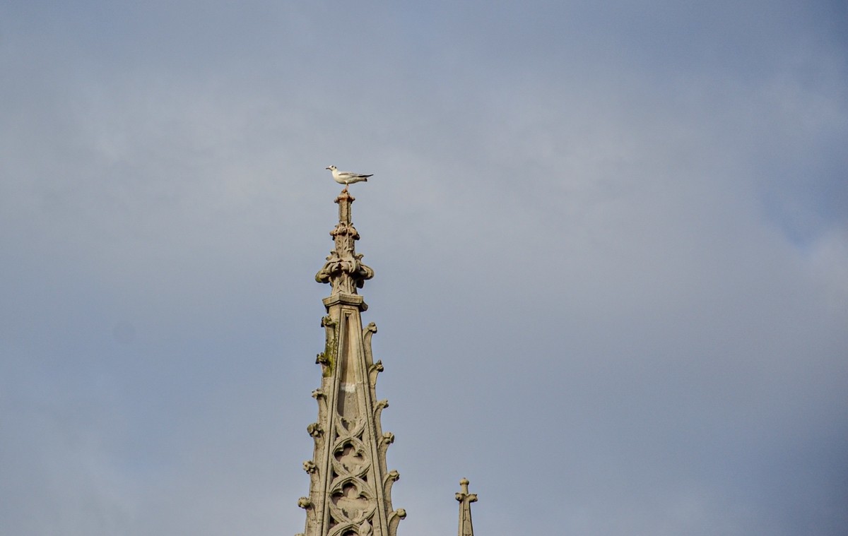 记忆“圣母大教堂”（巴黎）