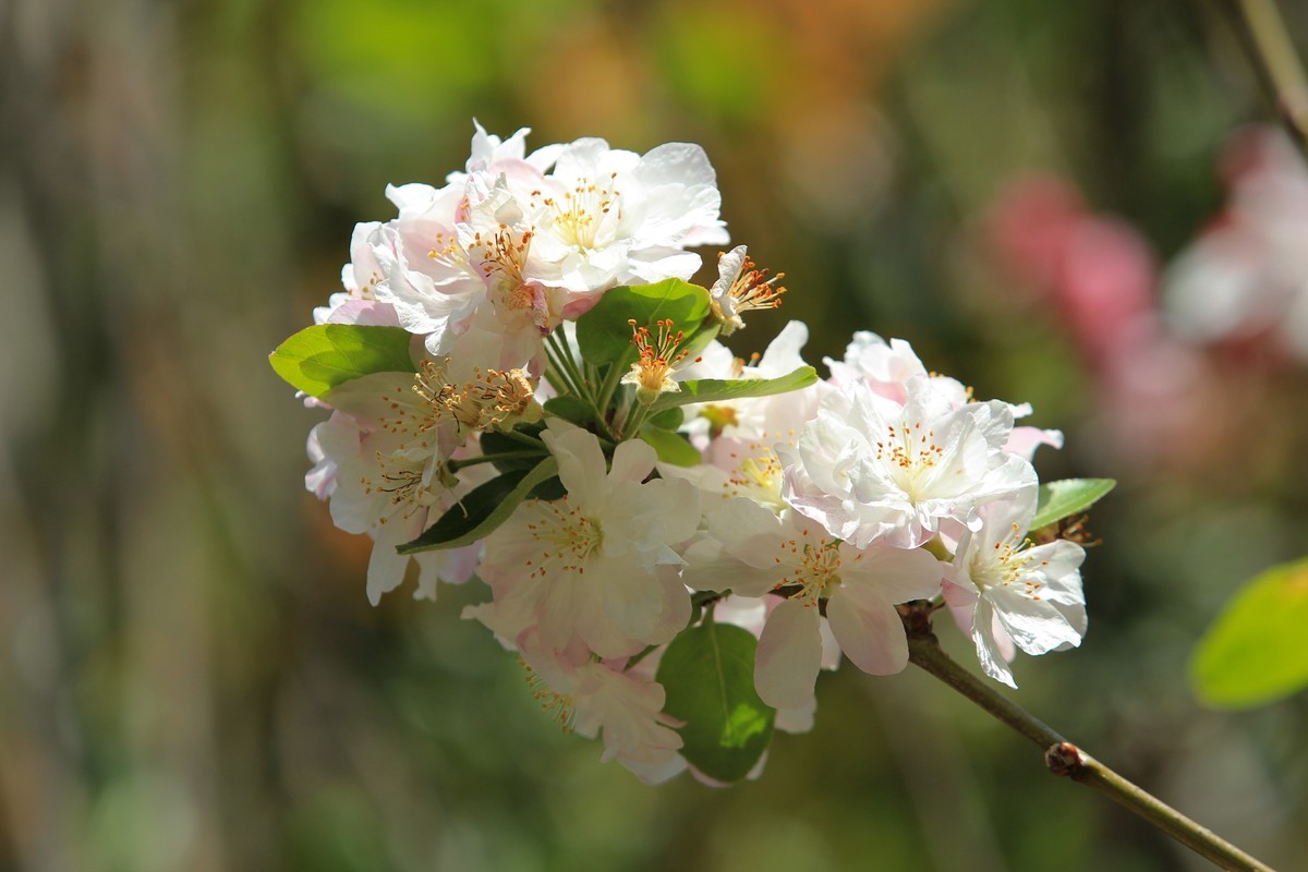 拍摄花卉一（568）