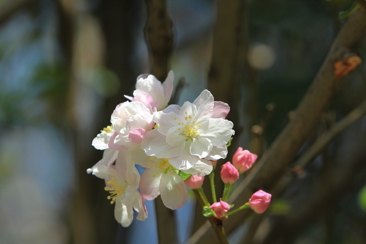 拍摄花卉一（568）