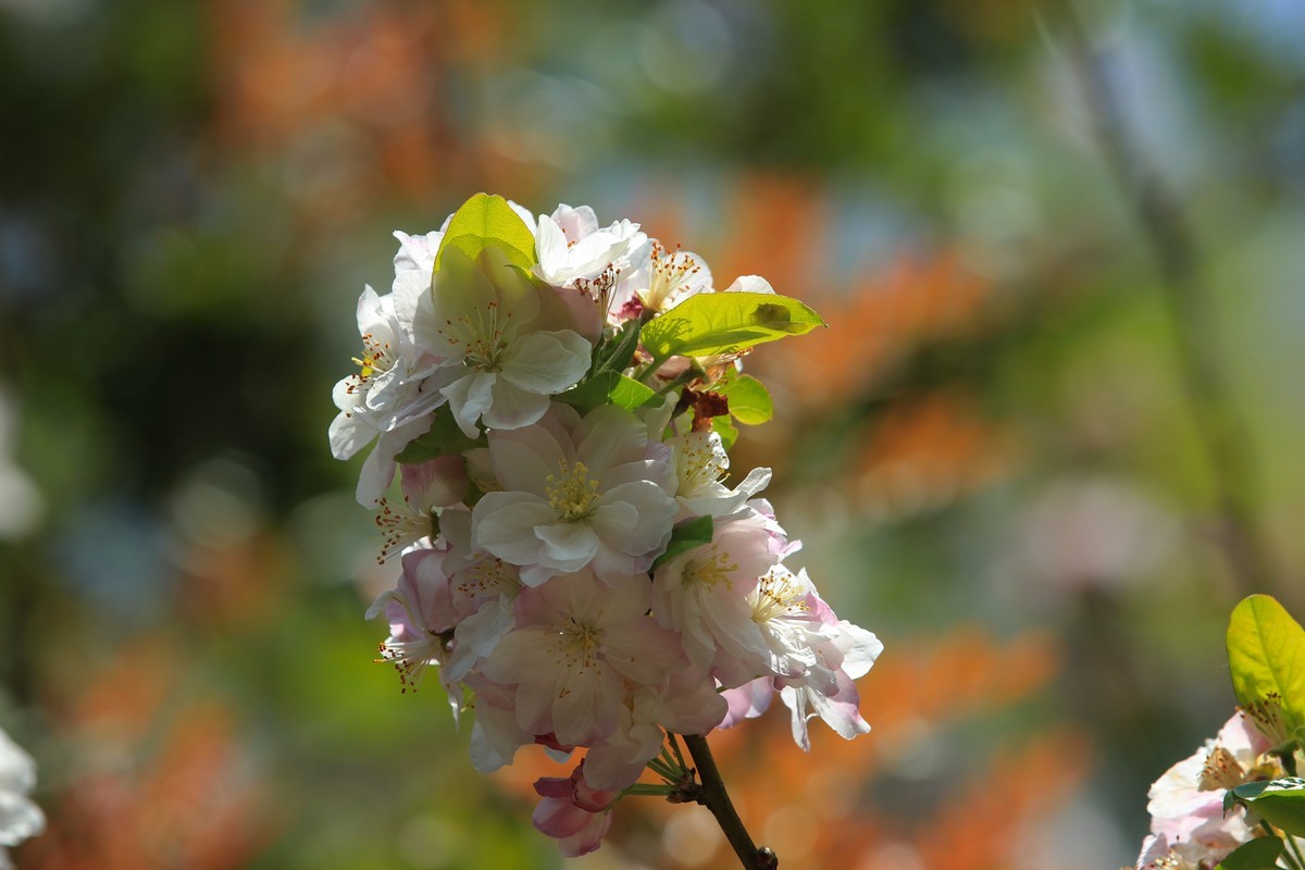 拍摄花卉一（568）