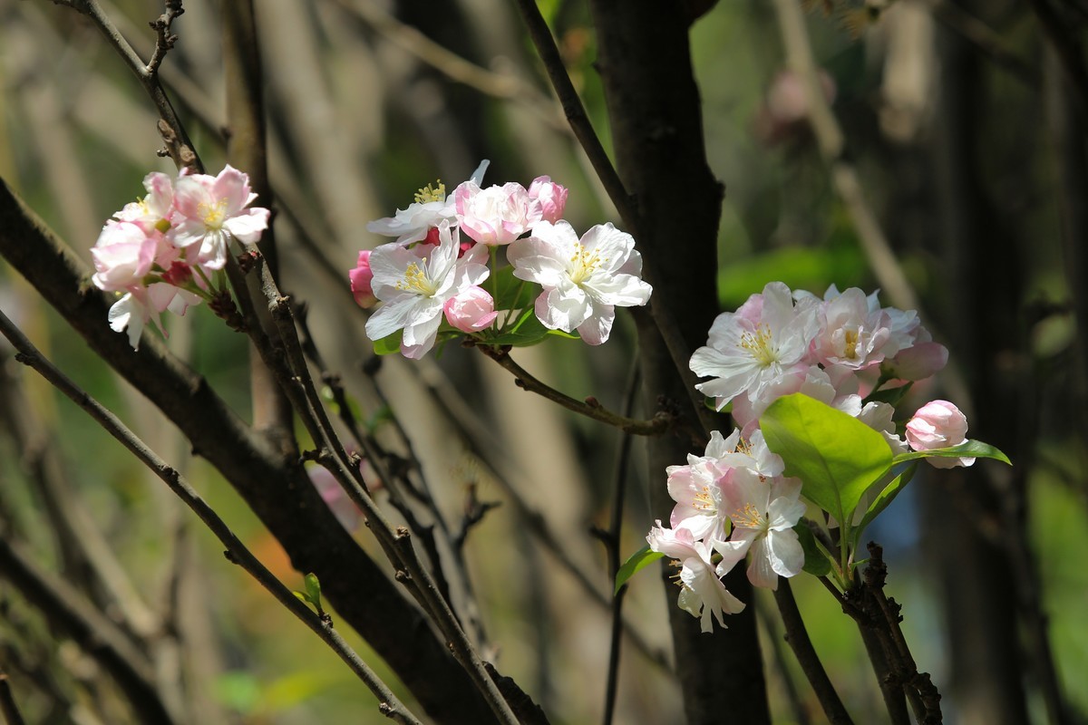 拍摄花卉一（568）