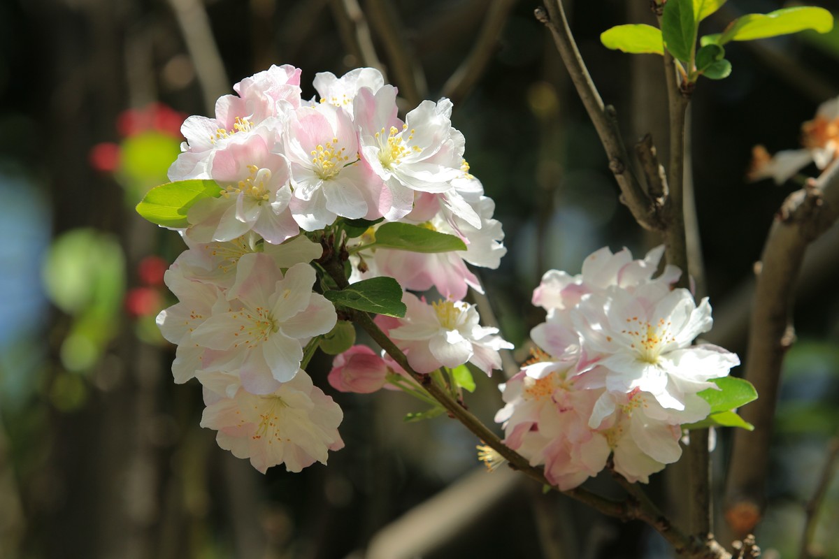 拍摄花卉一（568）