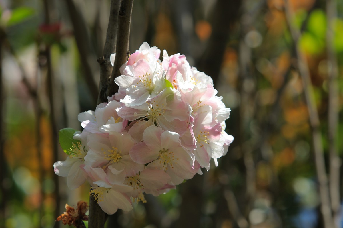 拍摄花卉一（568）