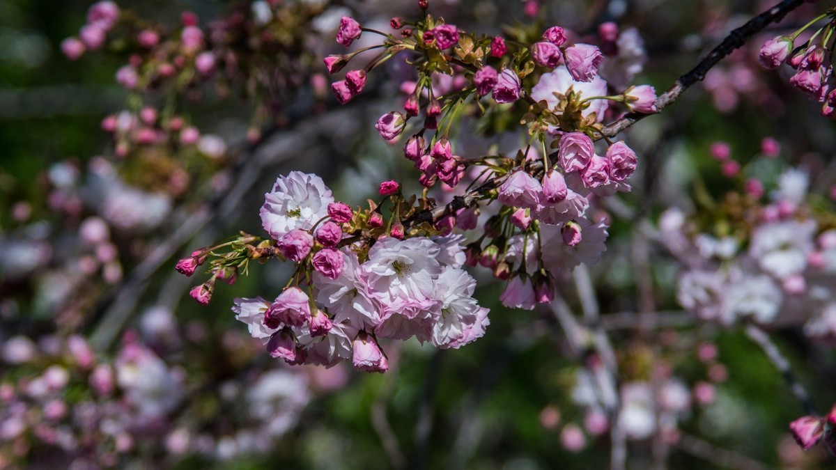 大 连 龙 王 塘 樱 花 园 （ 二 ）